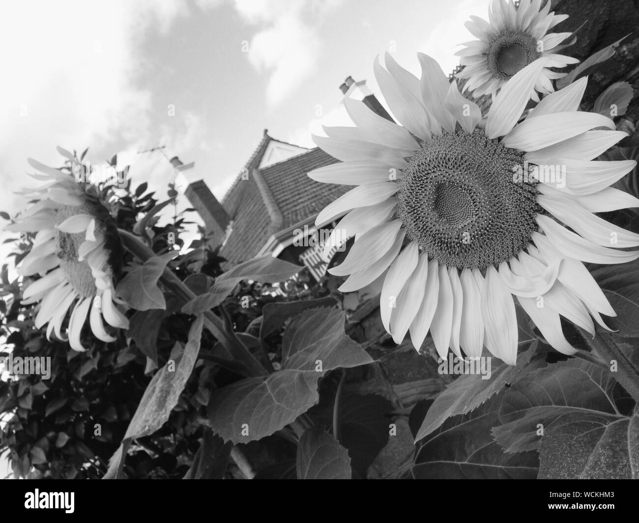 Sunflowers Black and White Stock Photos & Images - Alamy