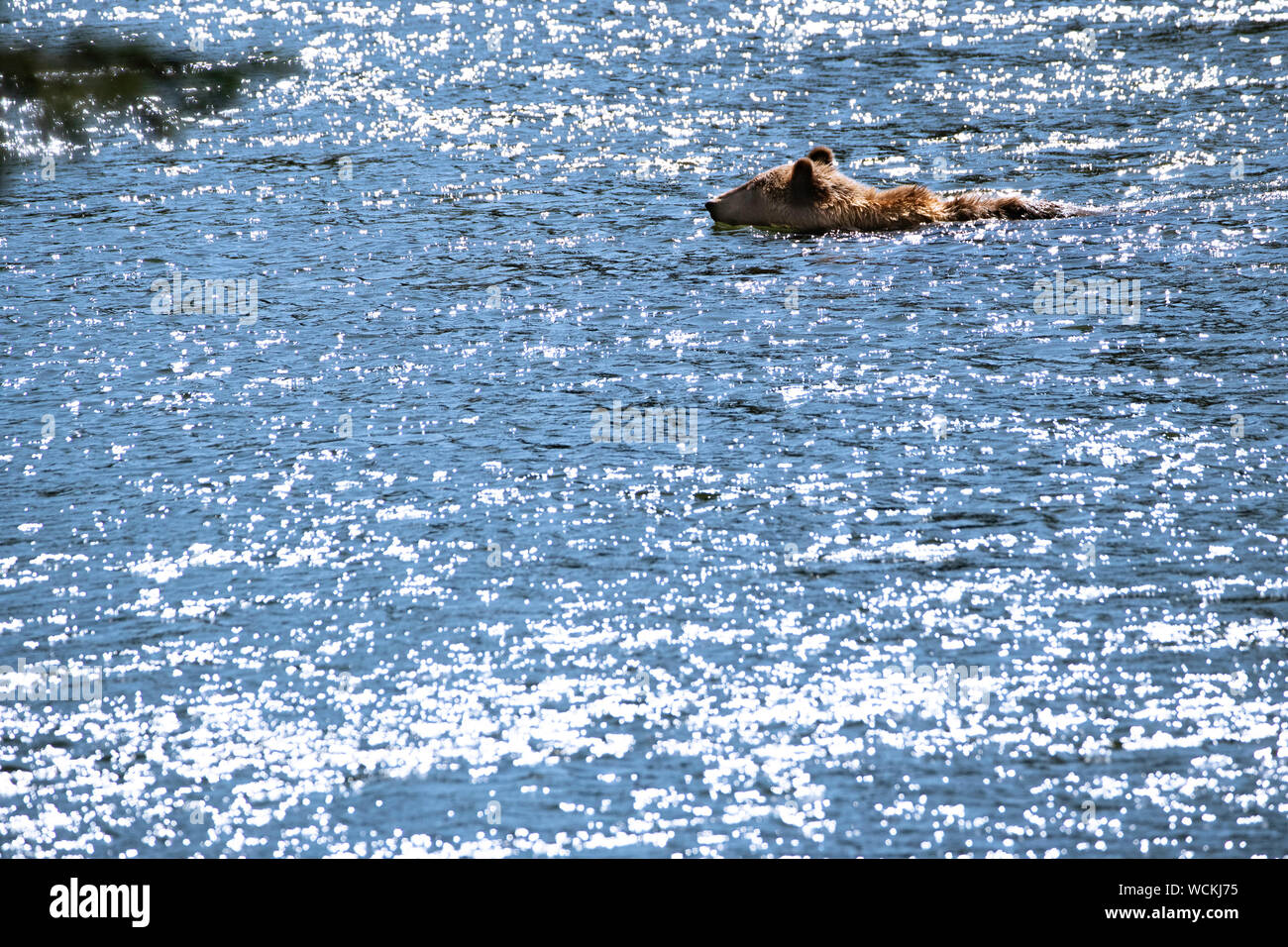 Grizzly Bear, Ursus arctos horribilis, Brown Bear, North American, Canada, Stock Photo