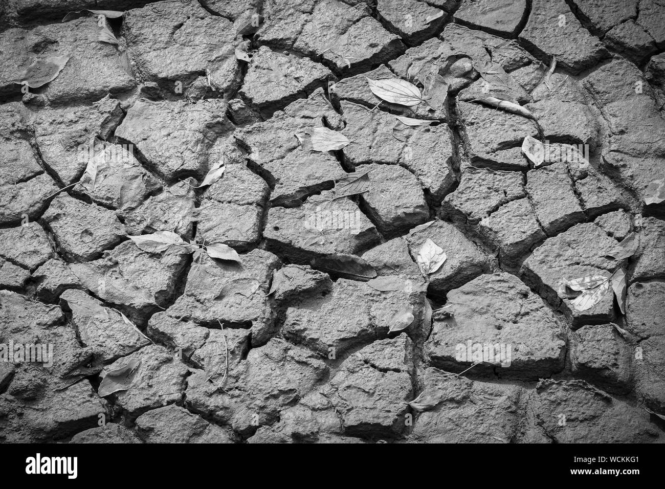 Arid and dry cracked earth in forest soil with dry leaves. Stock Photo