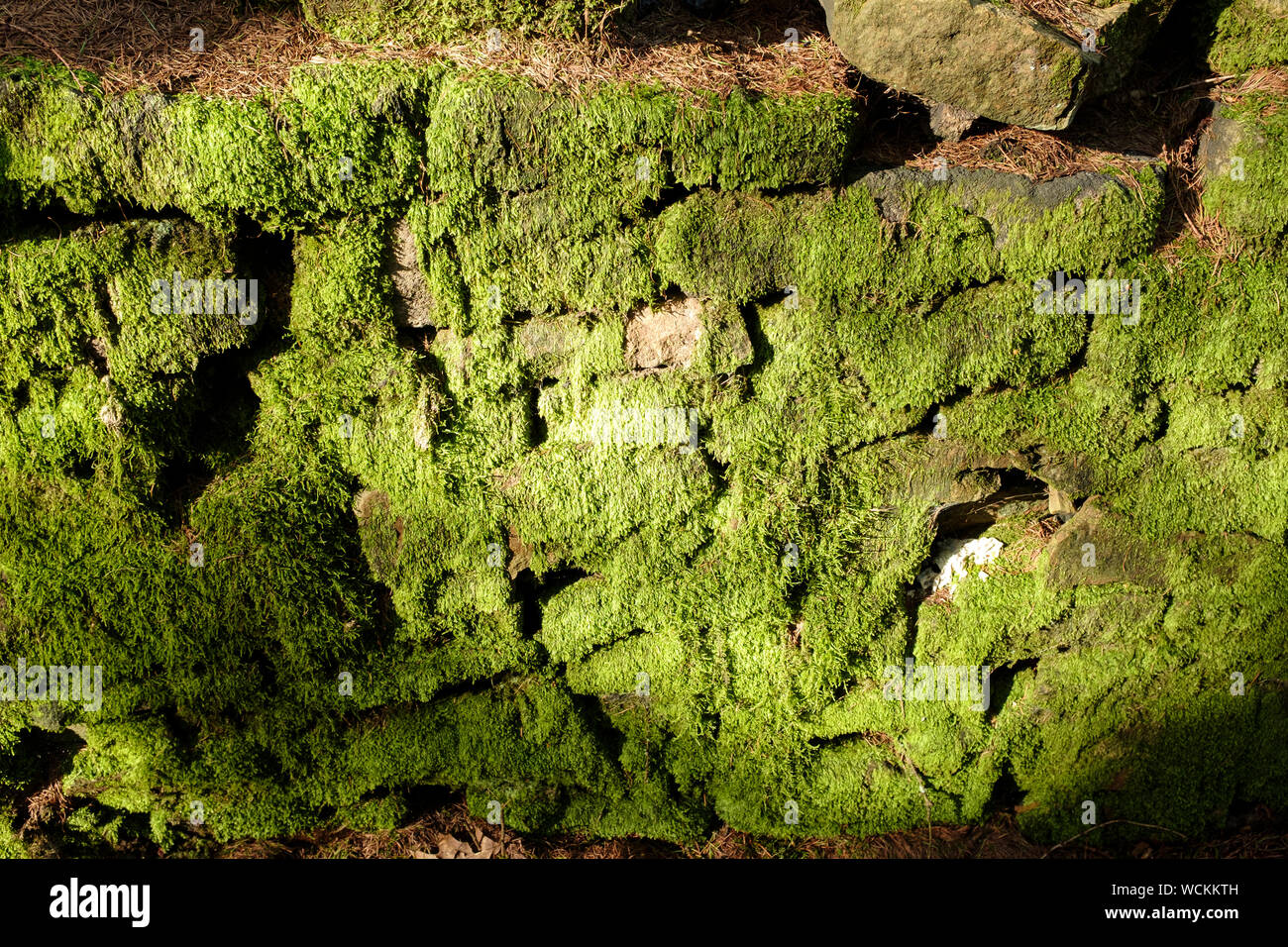 Dried moss stock image. Image of wall, green, moss, stone - 127137549