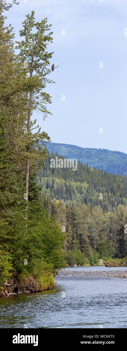 Juvenile, Bald eagle, (Haliaeetus leucocephalus) in a tree, Nakina Valley, British Columbia Stock Photo