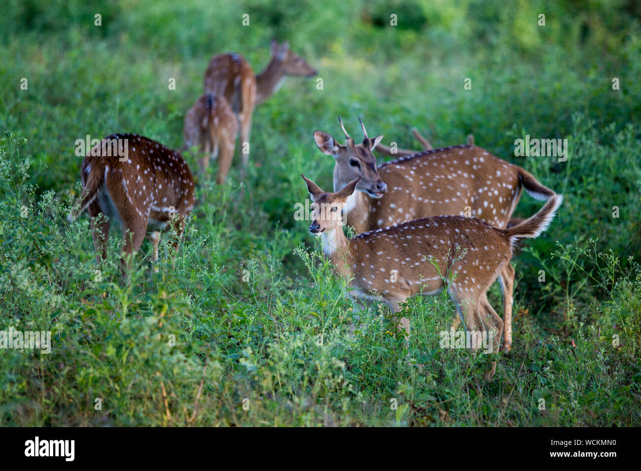 Bandipur wildlife mudumalai mysore national park Stock Photo Alamy