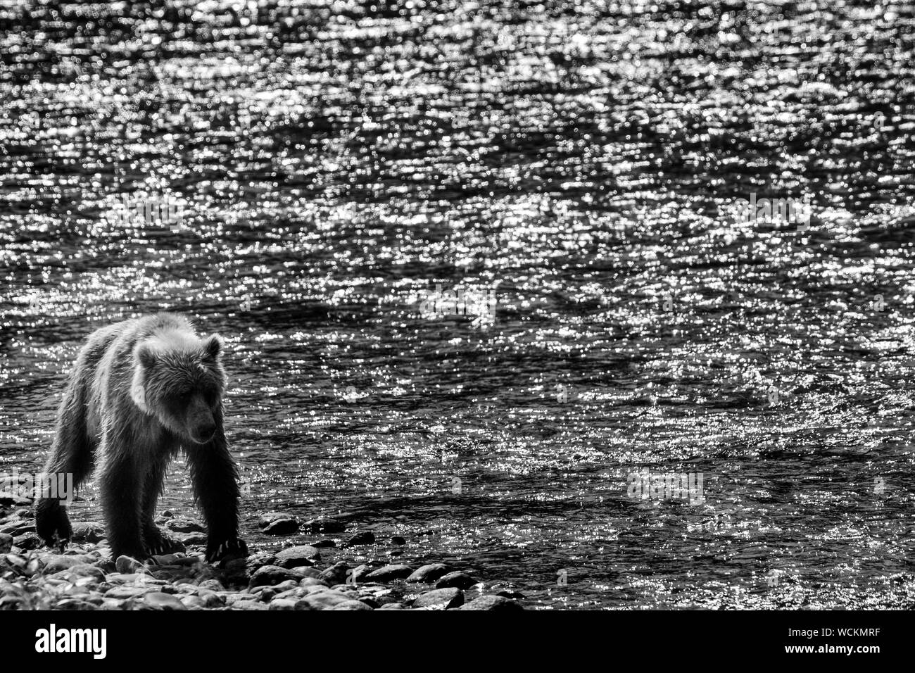 Adult Grizzly Bear walking along a river bank against a river sparkling in the sun, Ursus arctos horribilis, Brown Bear, North American, Canada, Stock Photo
