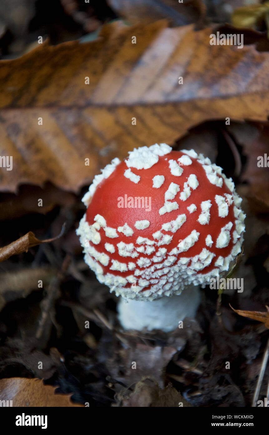 Emerging Amanita muscaria or Fly agaric toadstool Stock Photo
