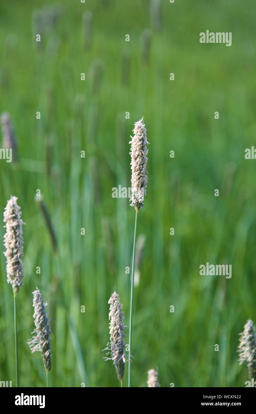 A stem of Meadow Foxtail grass. Stock Photo