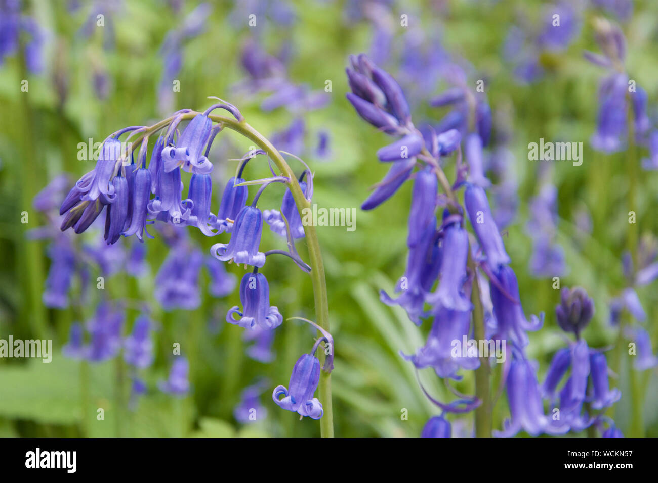Bluebells in early flower. Stock Photo