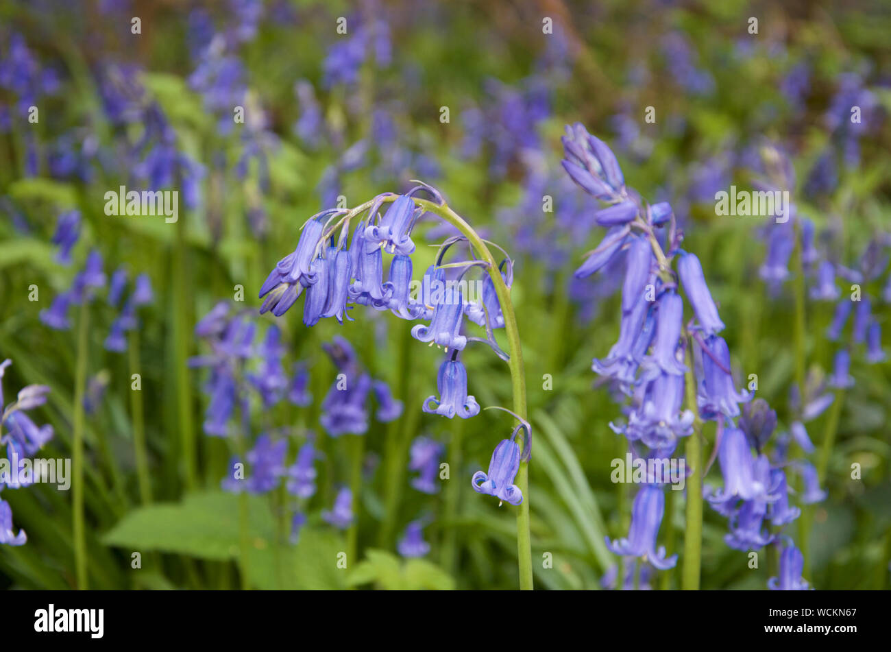 Bluebells in a sunlit clearing, Stock Photo