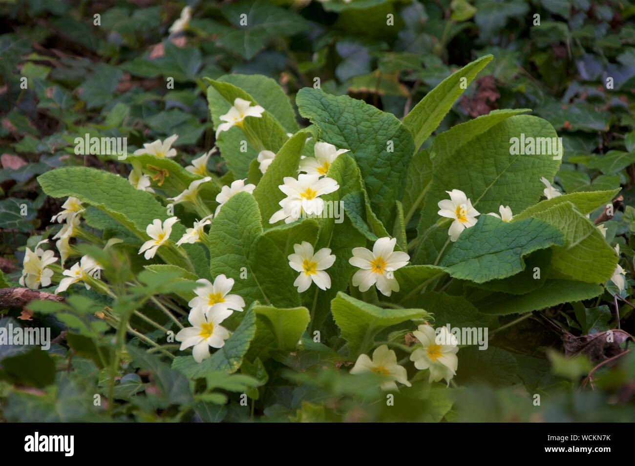 A clump of Early Woodland Primroses Stock Photo