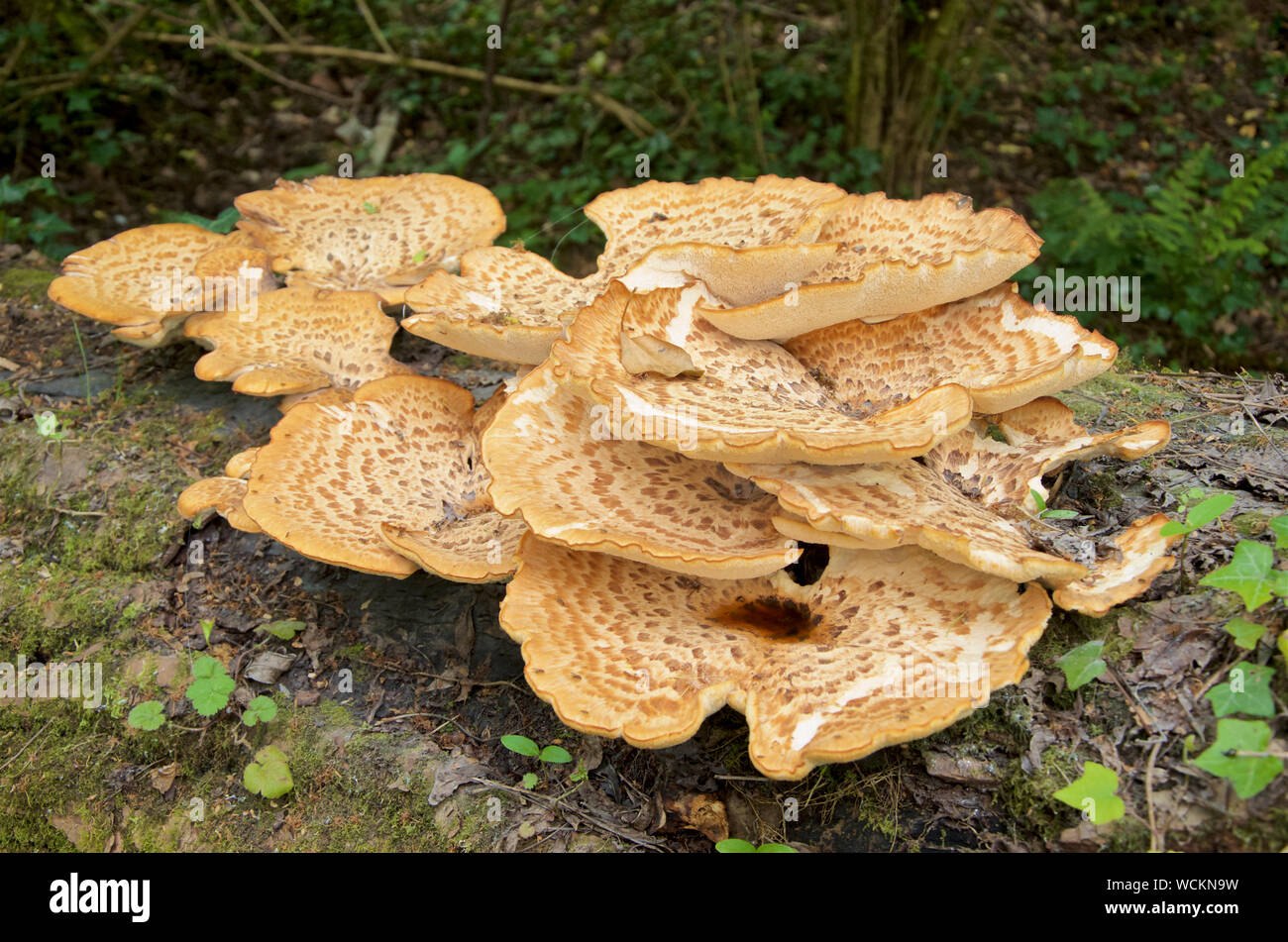 Polyporus squamosus commonly known as Dryad's Saddle, a bracket fungi. Stock Photo