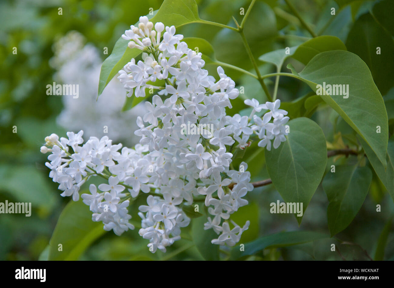 Syringa vulgaris, White Lilac, in blossom in Spring Stock Photo