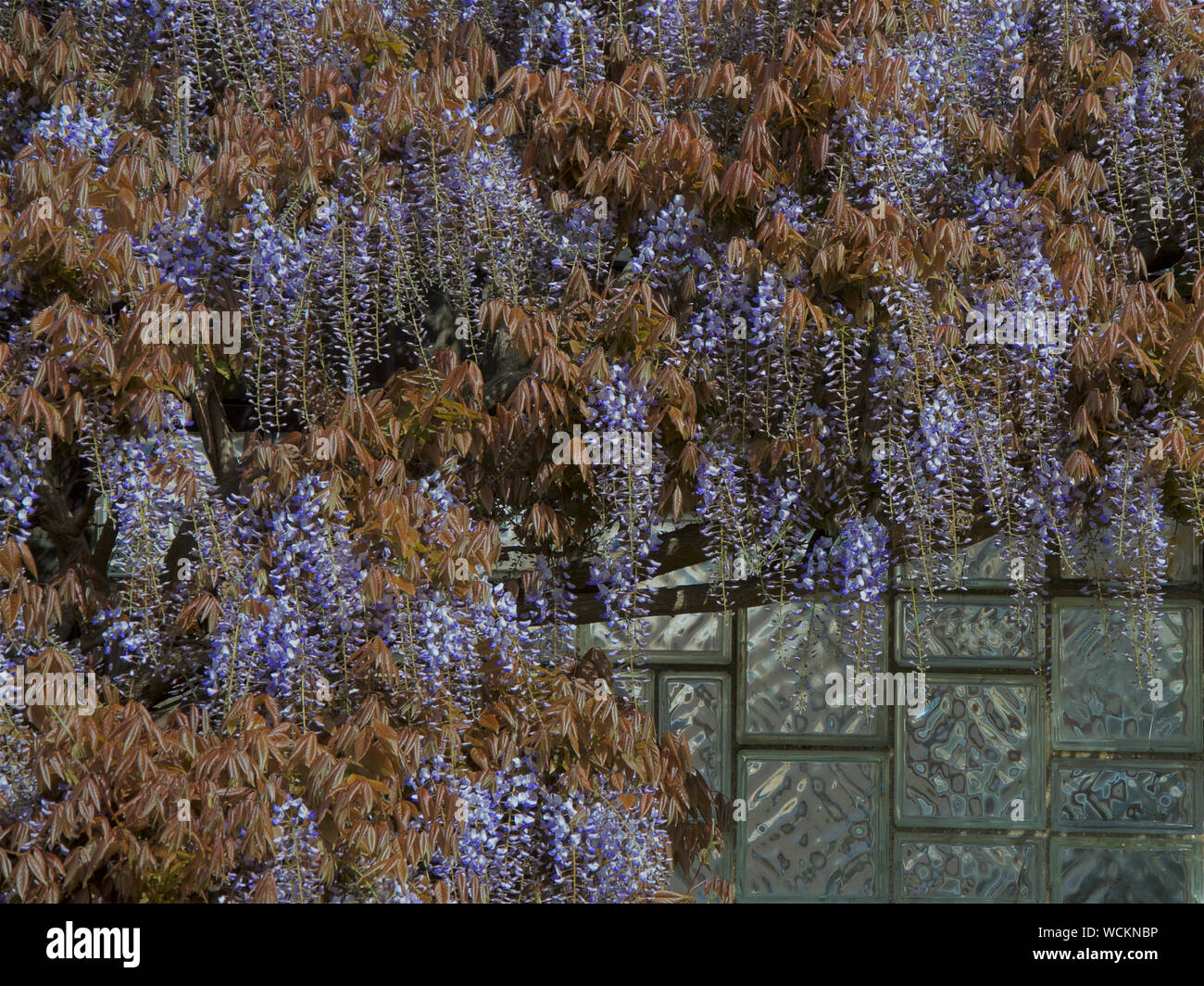 Wisteria sinensis Prolific or Chinese Blue Wisteria with early bronze leaves. Also known as Blue Sapphire. Stock Photo