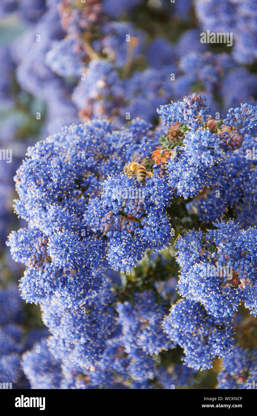 A bee gathers nectar on the flowers of Ceanothus 'Dark Star' also known as California or Californian Lilac Stock Photo