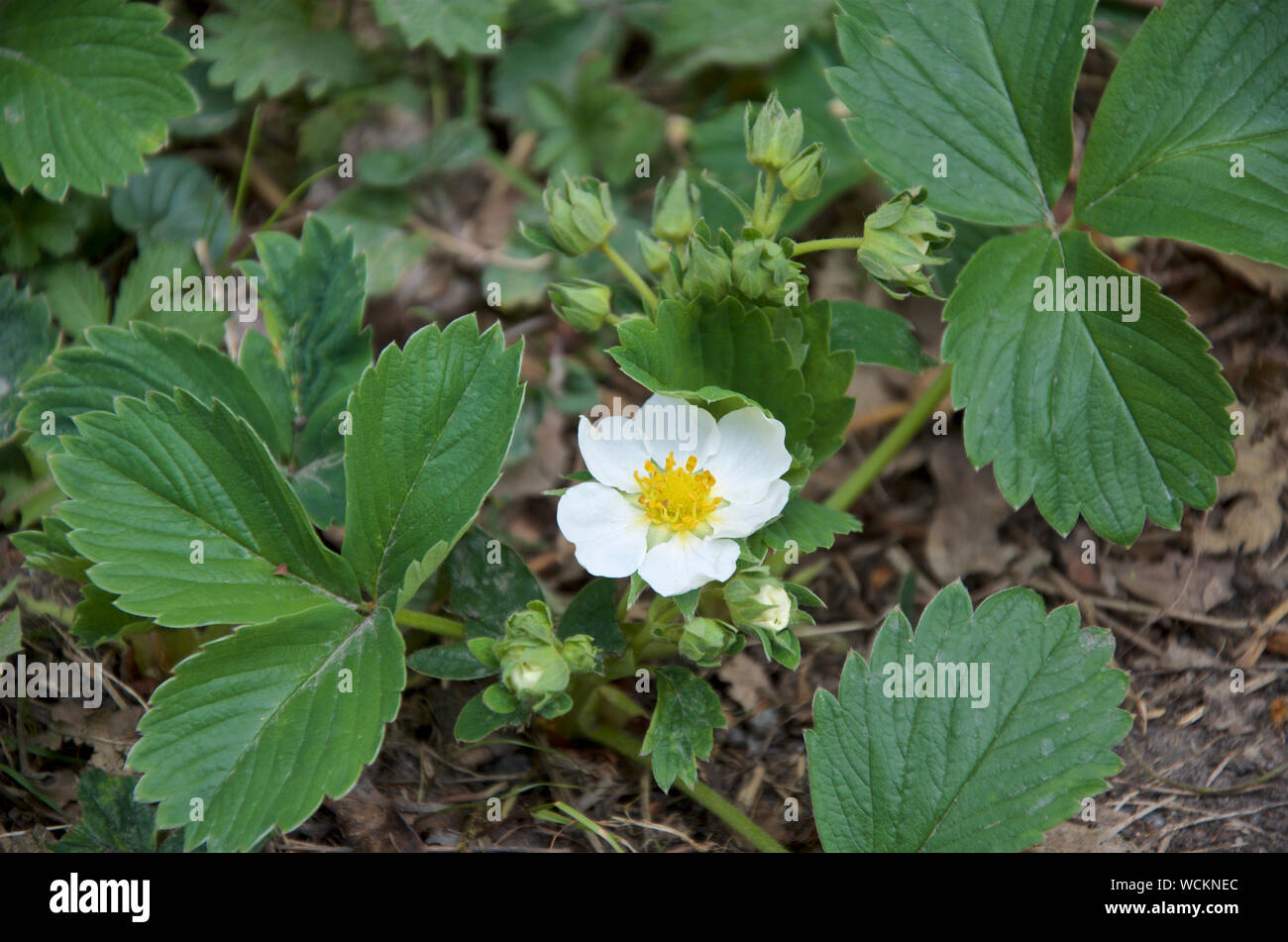 Wild Strawberry, Fragaria vesca in flower Stock Photo