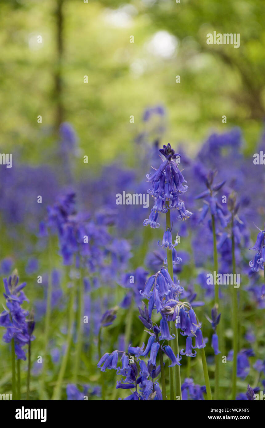 English Bluebells in flower in a woodland Stock Photo