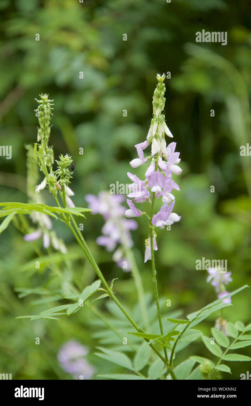 Goat's-Rue - Galega officinalis Stock Photo