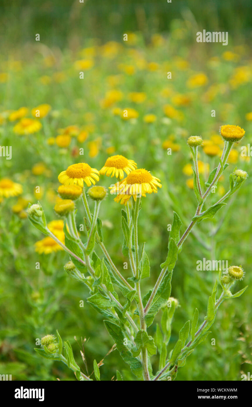 Yellow flowers of Common Fleabane - Pulicaria dysenterica Stock Photo