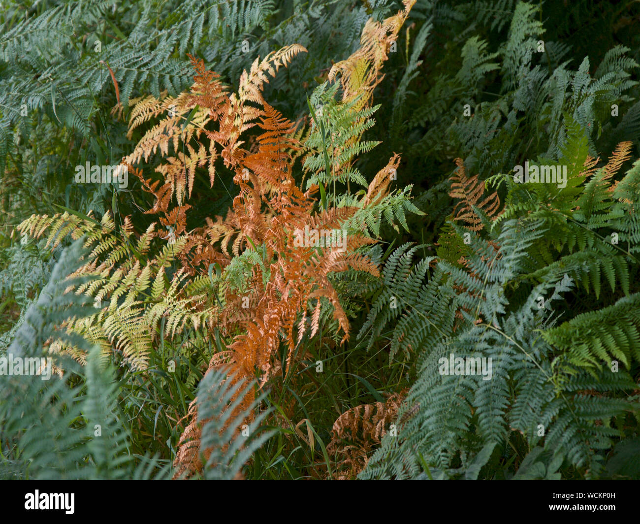 Bracken changing colour as it dies during late summer Stock Photo