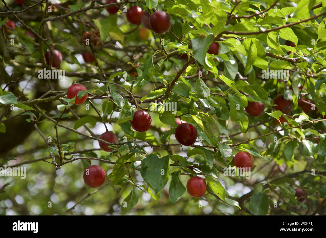 Ripe cherry plums on a plum tree. Stock Photo