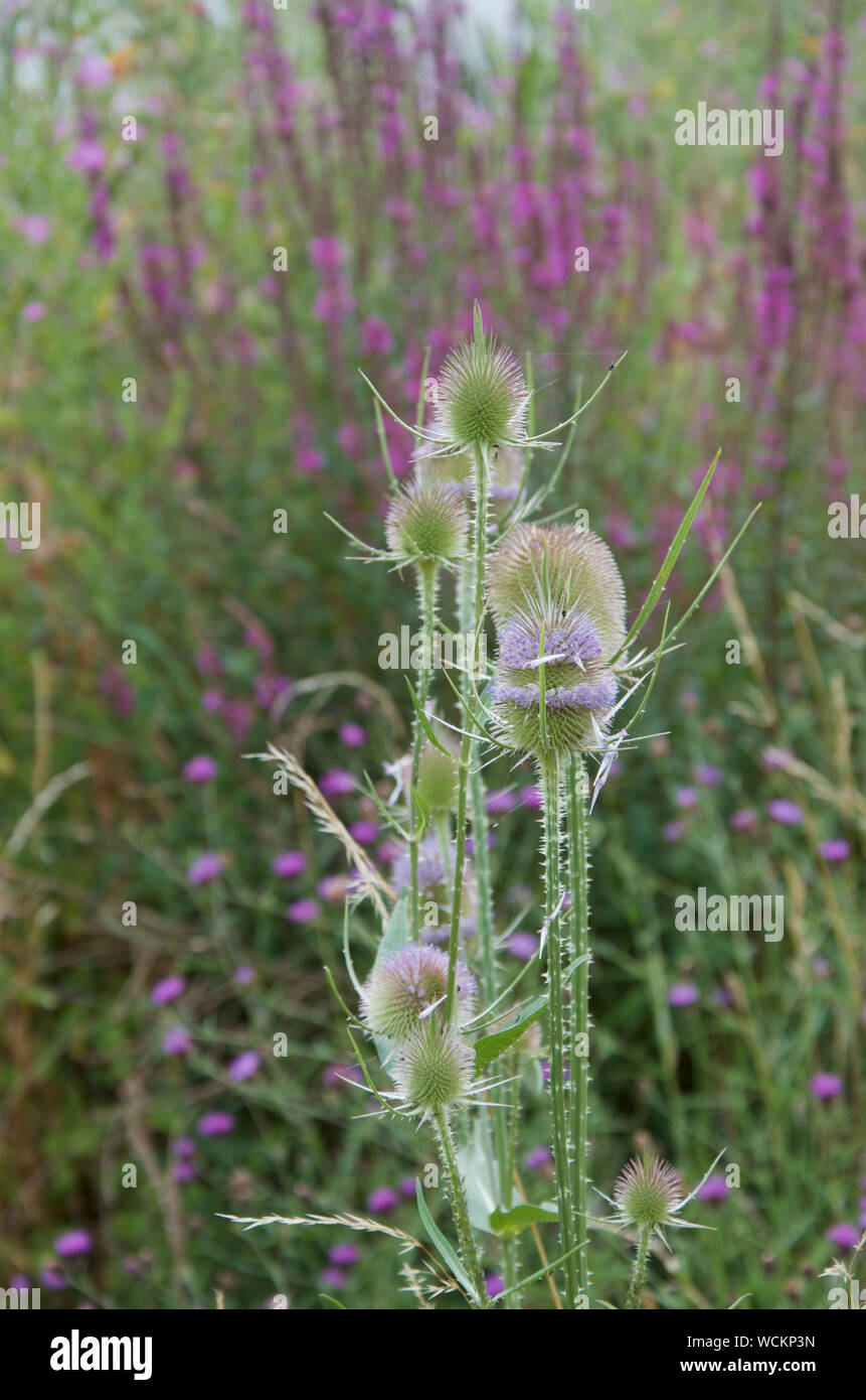 Teasels, thistles and Purple Loosestrife growing together Stock Photo