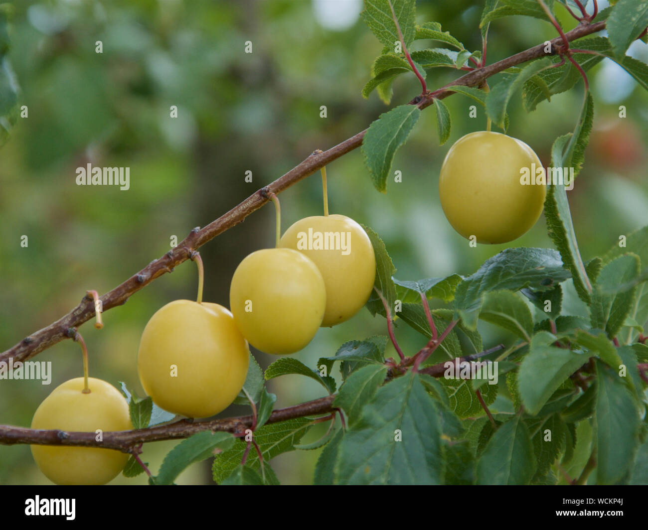 Golden yellow Mirabelle plums growing and ripening on the tree. Stock Photo