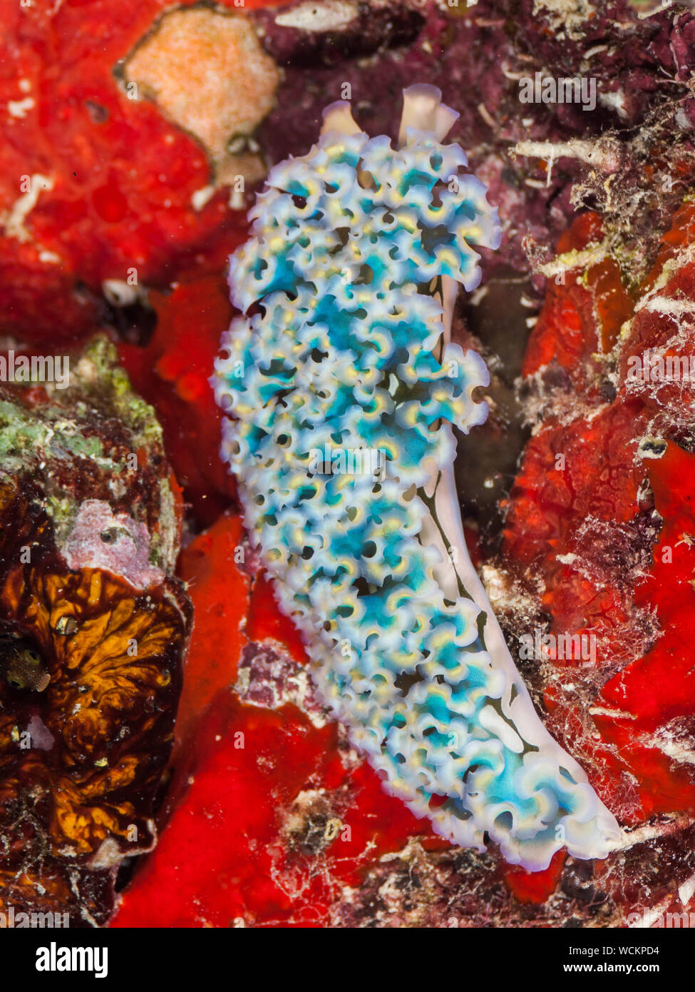 Lettuce Sea Slug (Elysia crispata), Bonaire, Netherlands Antilles