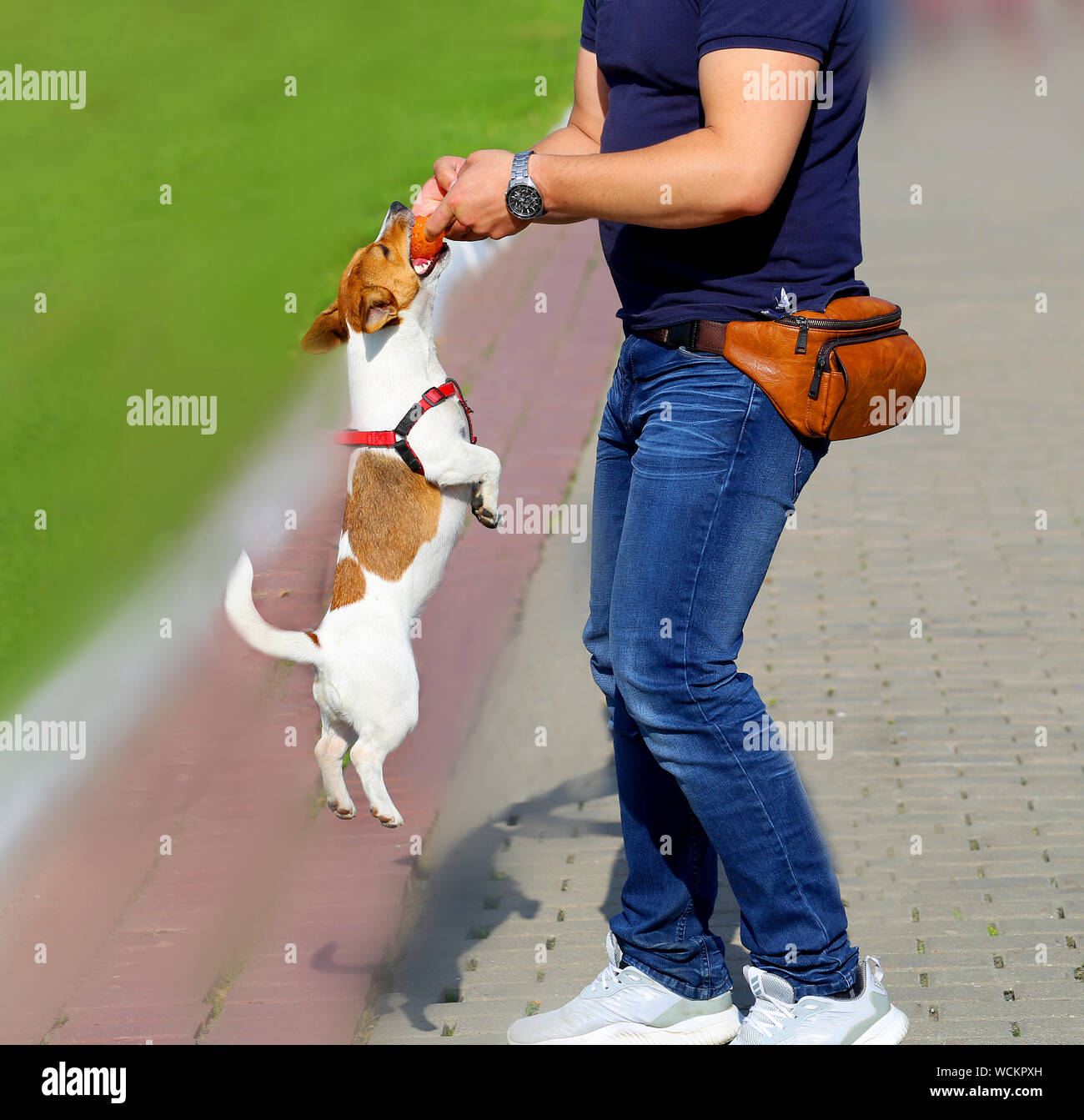Bright photo funny dog playing a ball on a summer day Stock Photo - Alamy