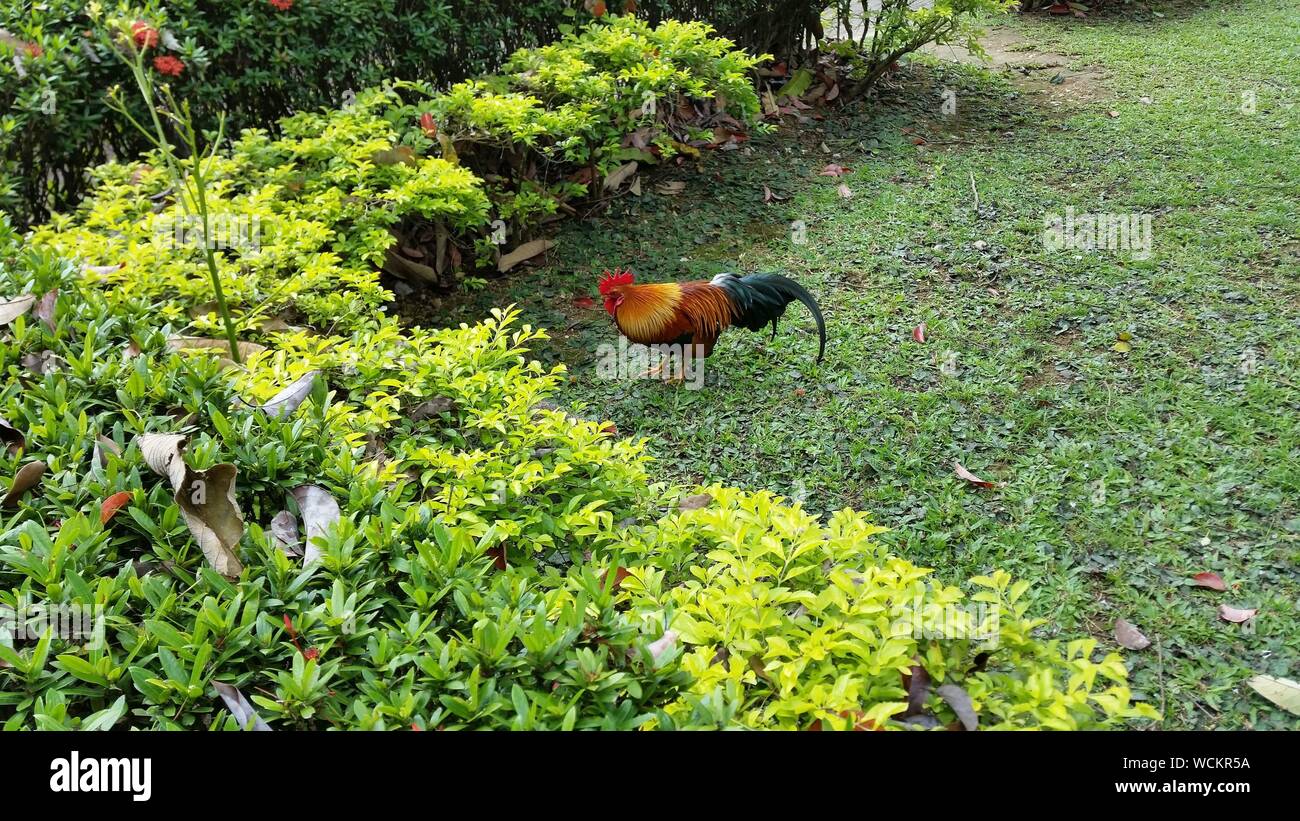 High Angle View Of Rooster On Grass In Back Yard Stock Photo
