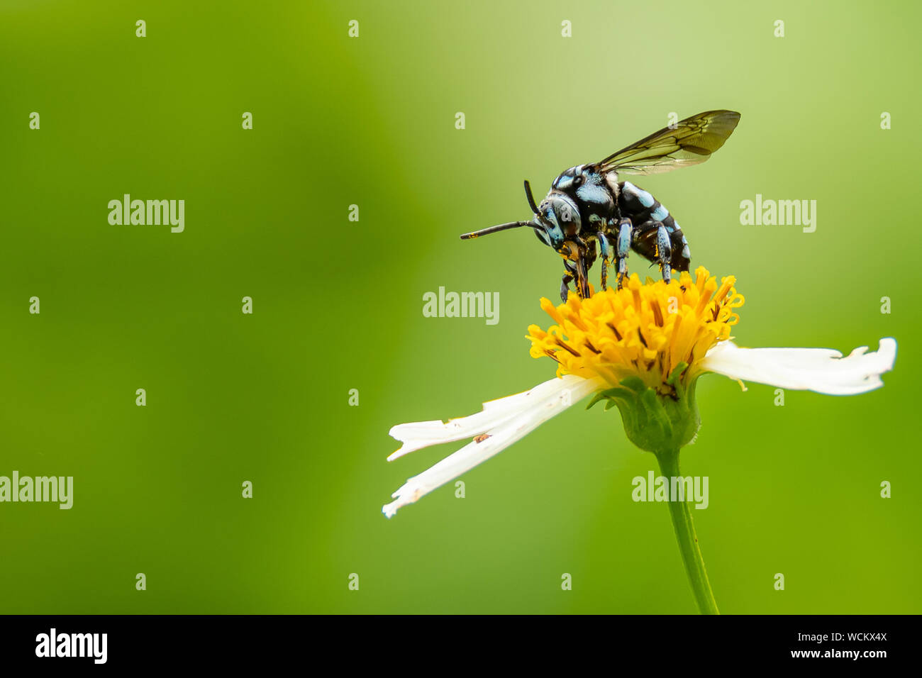 Neon Daisy High Resolution Stock Photography And Images Alamy