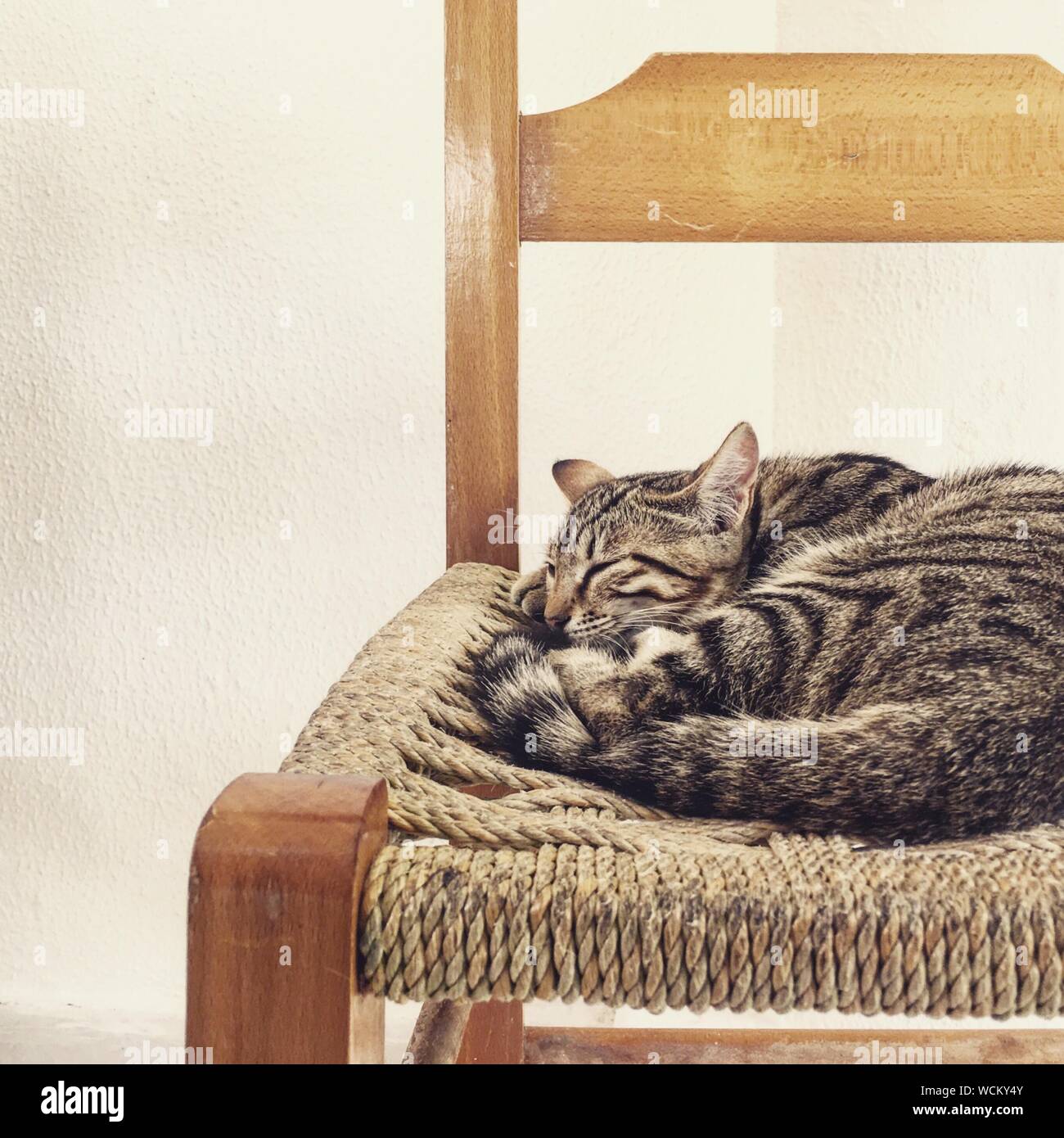 Cat Sleeping On Chair At Home Stock Photo Alamy