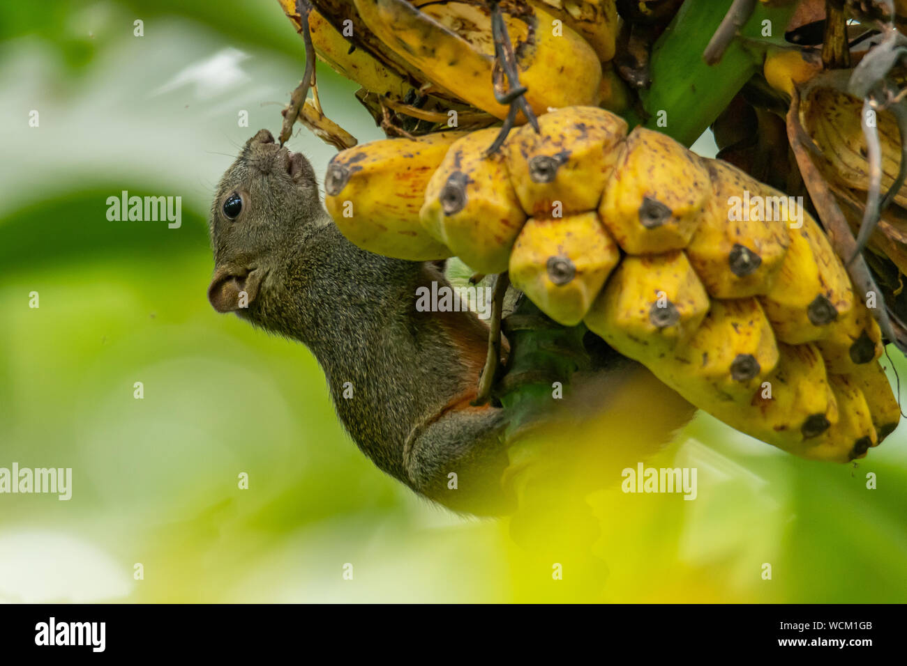 Beautiful squirrel perching on bunch of fully ripe banana and feeding on it. Stock Photo
