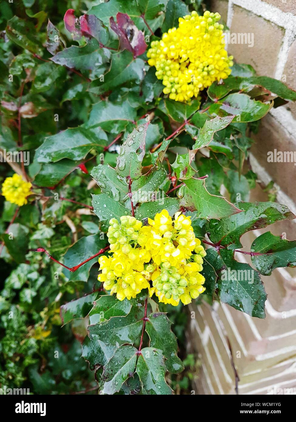 Yellow cluster flowers hires stock photography and images Alamy