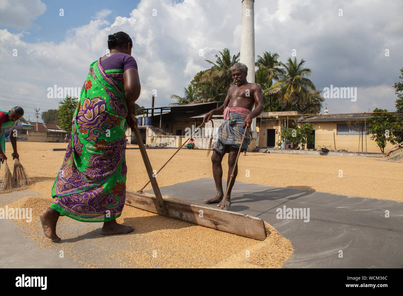 India, Tamil Nadu, Kanchipuram, Workers spread rice out to dry at a