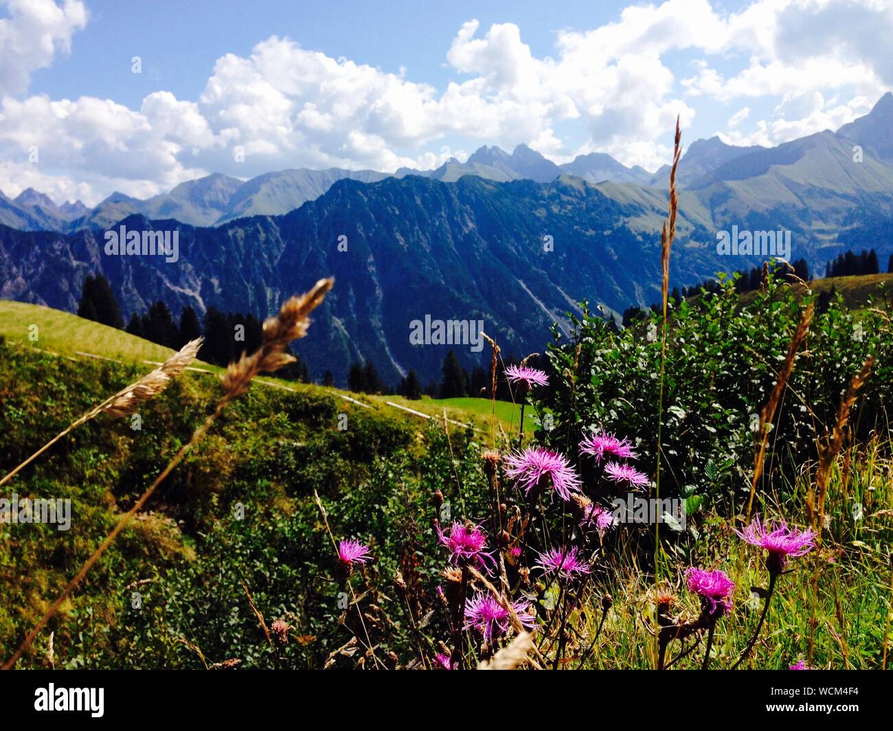 Wildflowers and mountains High Resolution Stock Photography and Images ...