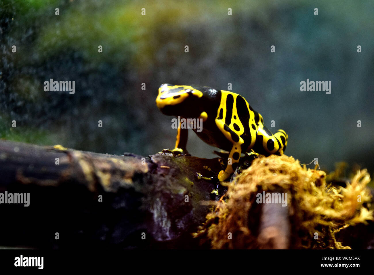 Yellow-banded Poison Arrow Frog At Zoo Stock Photo