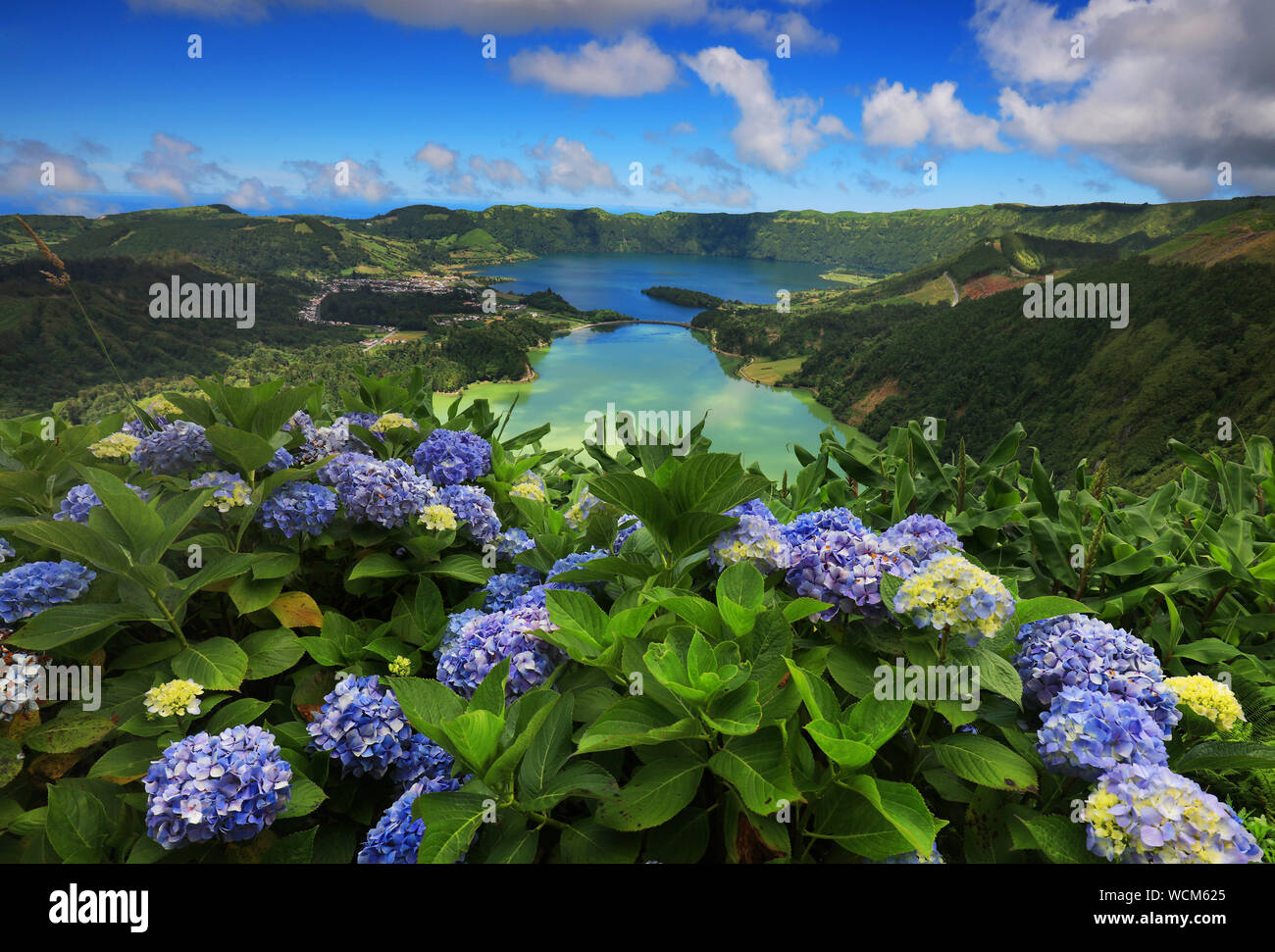 Bara39 S Blog Hydrangea 2014 Hydrangea Wallpaper