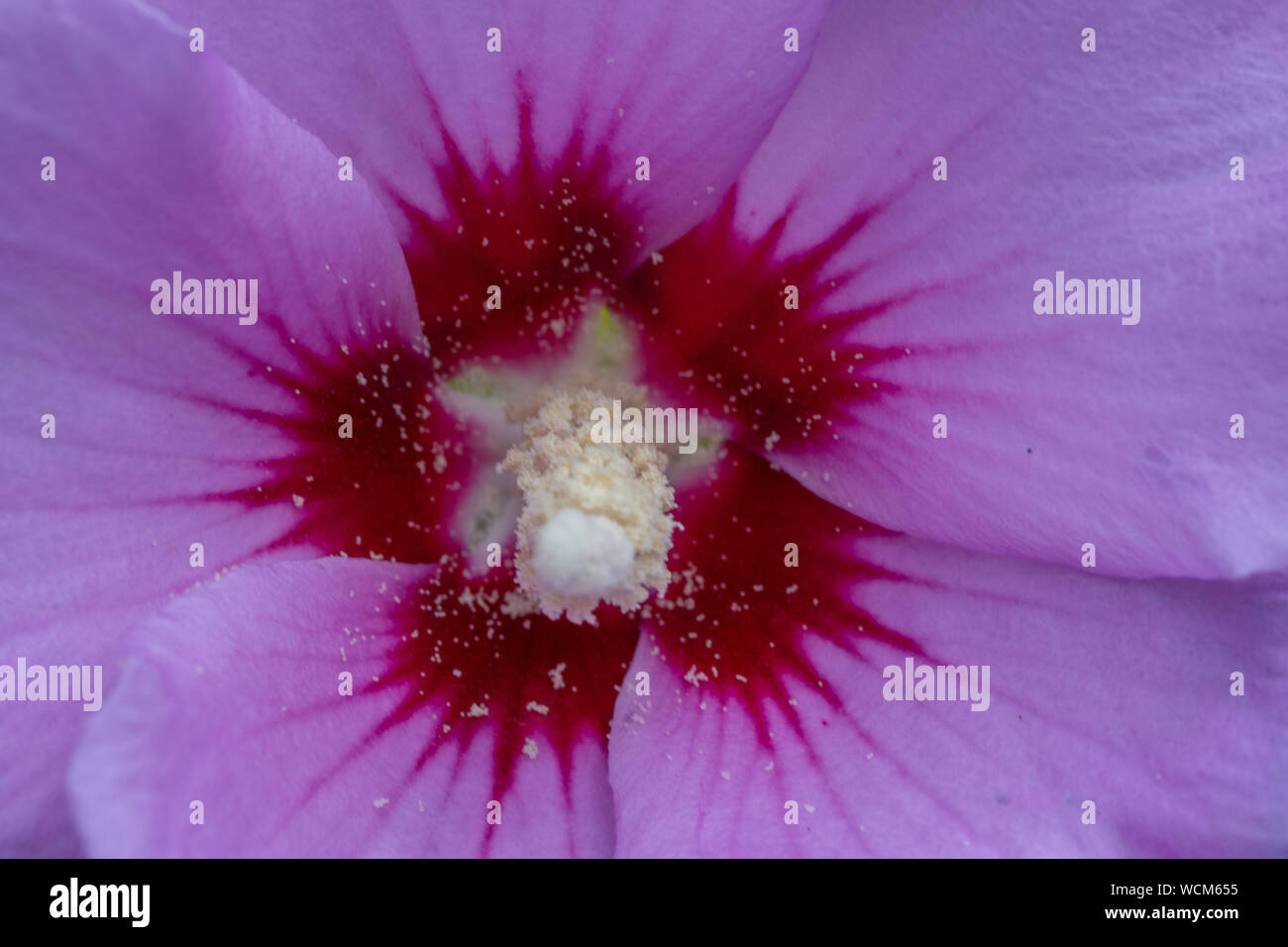 Rose of sharon flower hires stock photography and images Alamy