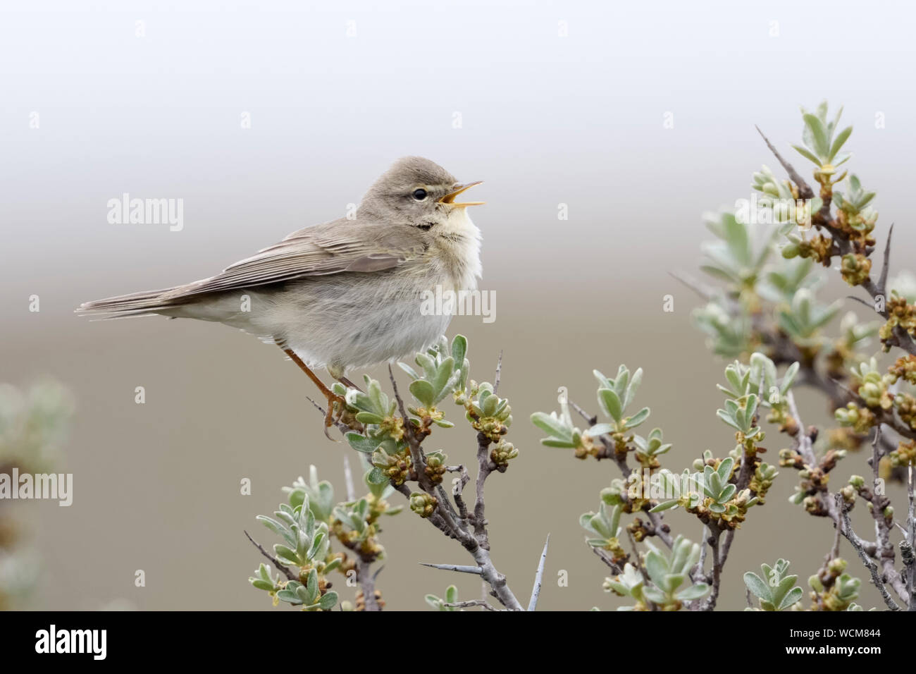 Willow Warbler ( Phylloscopus trochilus ), adult male in spring, perched on top of seabuckthorn, singing, wildlife, Europe. Stock Photo