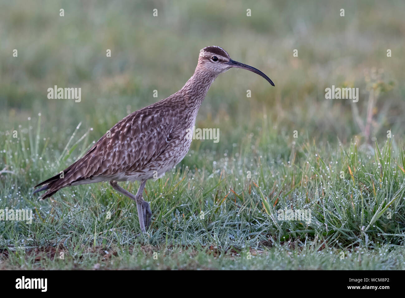 Whimbrel ( Numenius phaeopus ) walking through a dew wet meadow, early in the morning, resting, bird migration, wildlife, Europe. Stock Photo