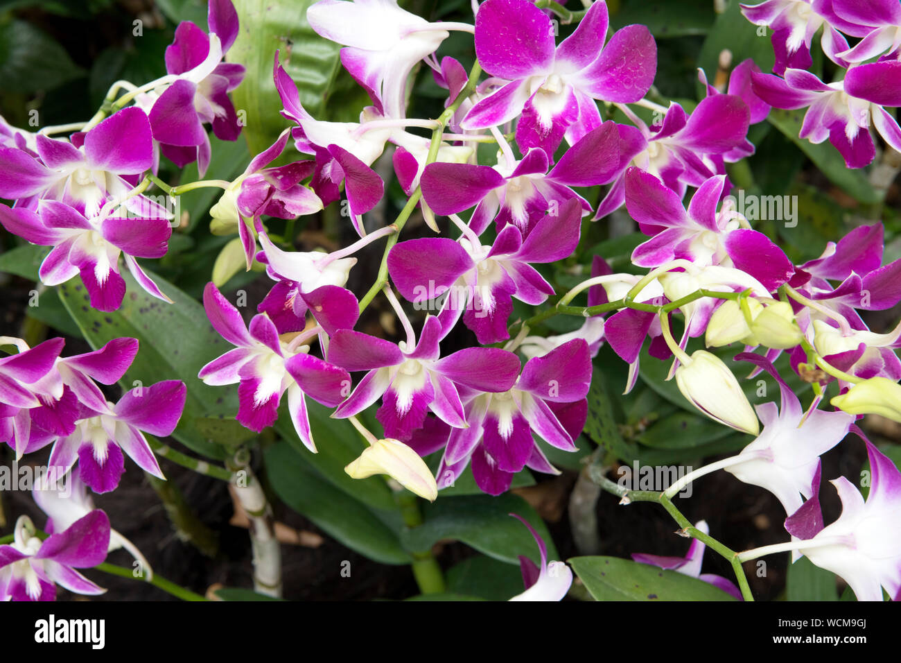 Dendrobium Sonia, National Orchid Garden, Singapore Botanic Gardens, Singapore Stock Photo