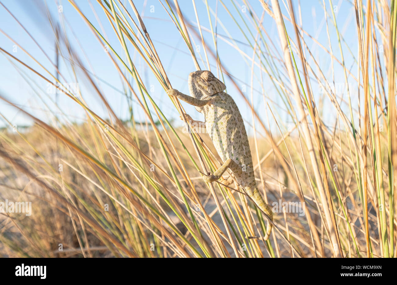 chameleon climbing branches in a beach area Stock Photo