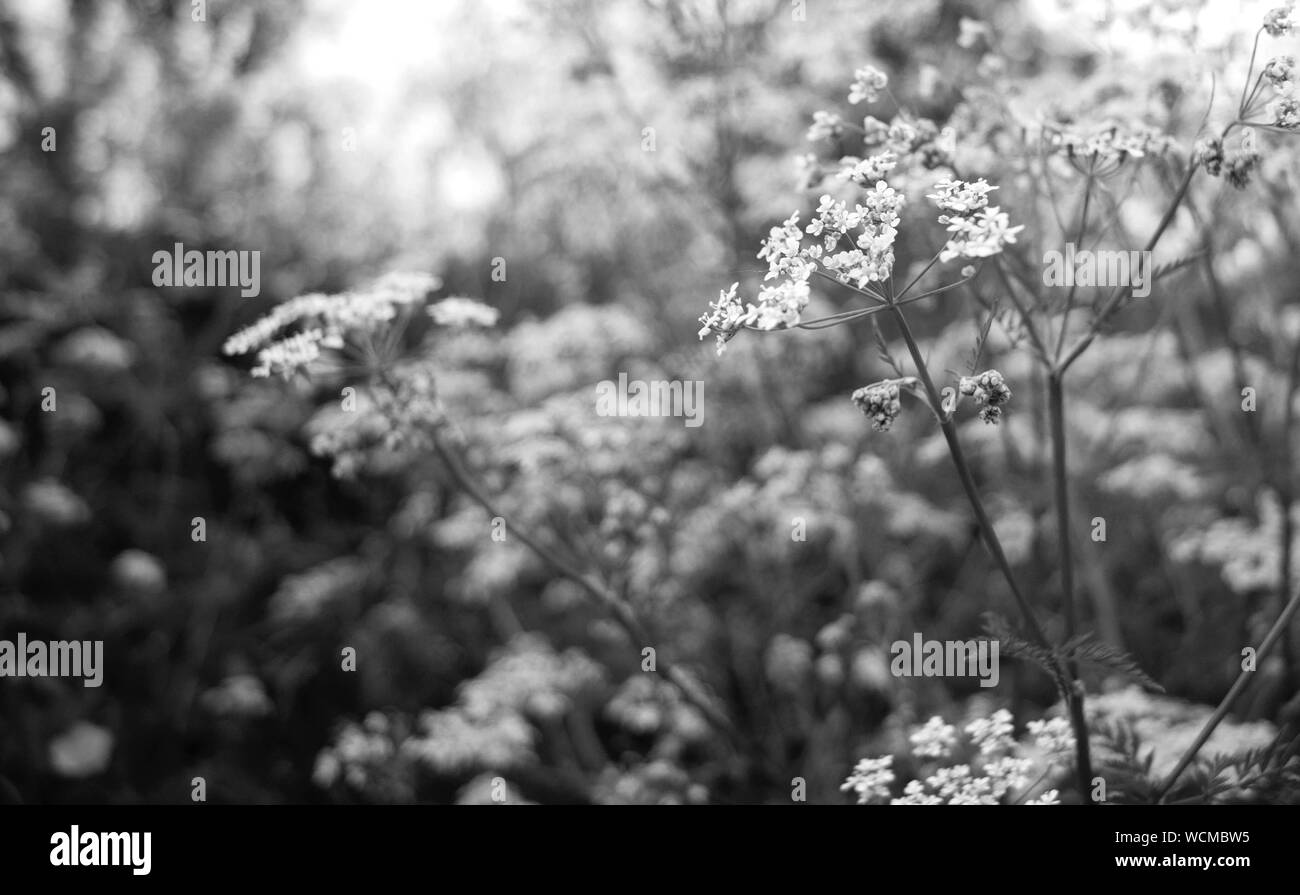 Wildflowers Wildflower Black and White Stock Photos & Images - Alamy