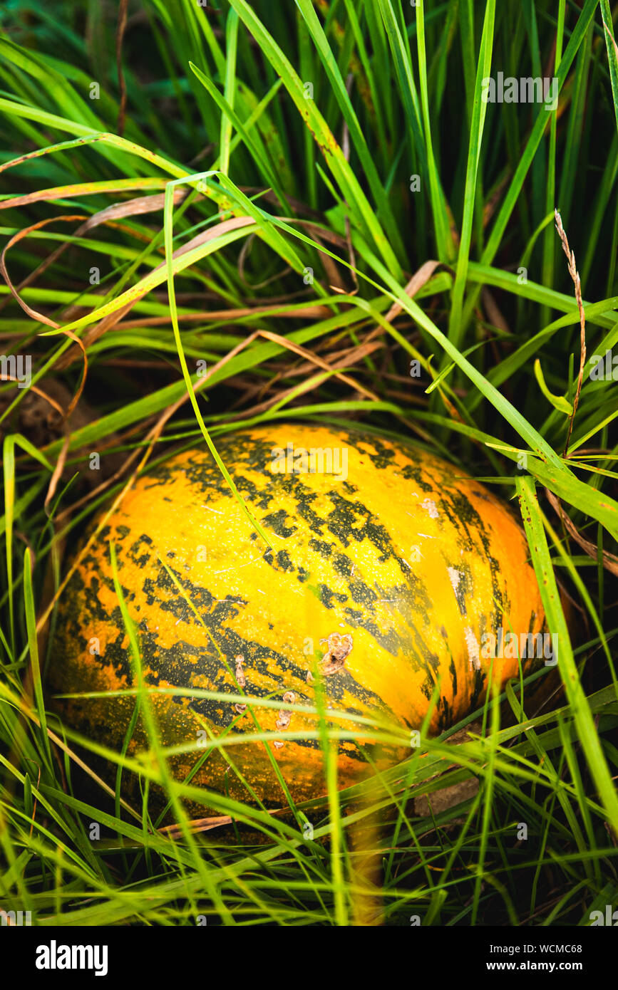Orange pumpkin sitting in field in grass Stock Photo - Alamy