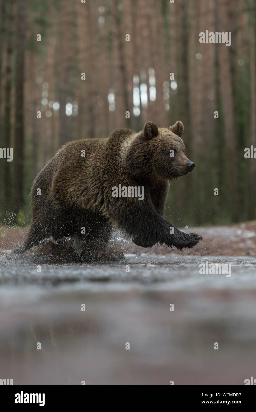 Brown Bear ( Ursus arctos ), young cub, running fast, jumping through a frozen puddle, crossing a forest road, in winter, Europe. Stock Photo