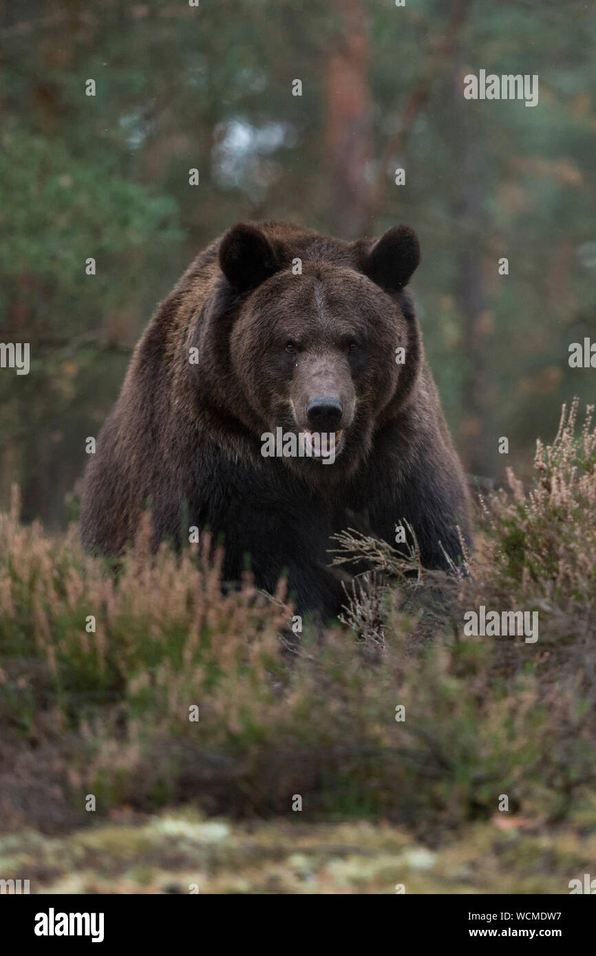 European Brown Bear ( Ursus arctos ), strong and powerful adult, standing at the edge of a boreal forest, at a clearing, looks suspicious, Europe. Stock Photo