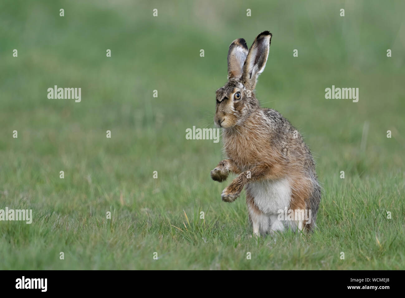 Brown Hare / European Hare ( Lepus europaeus ) sitting on hind legs, shadow boxing with front paws, wildlife, Europe. Stock Photo