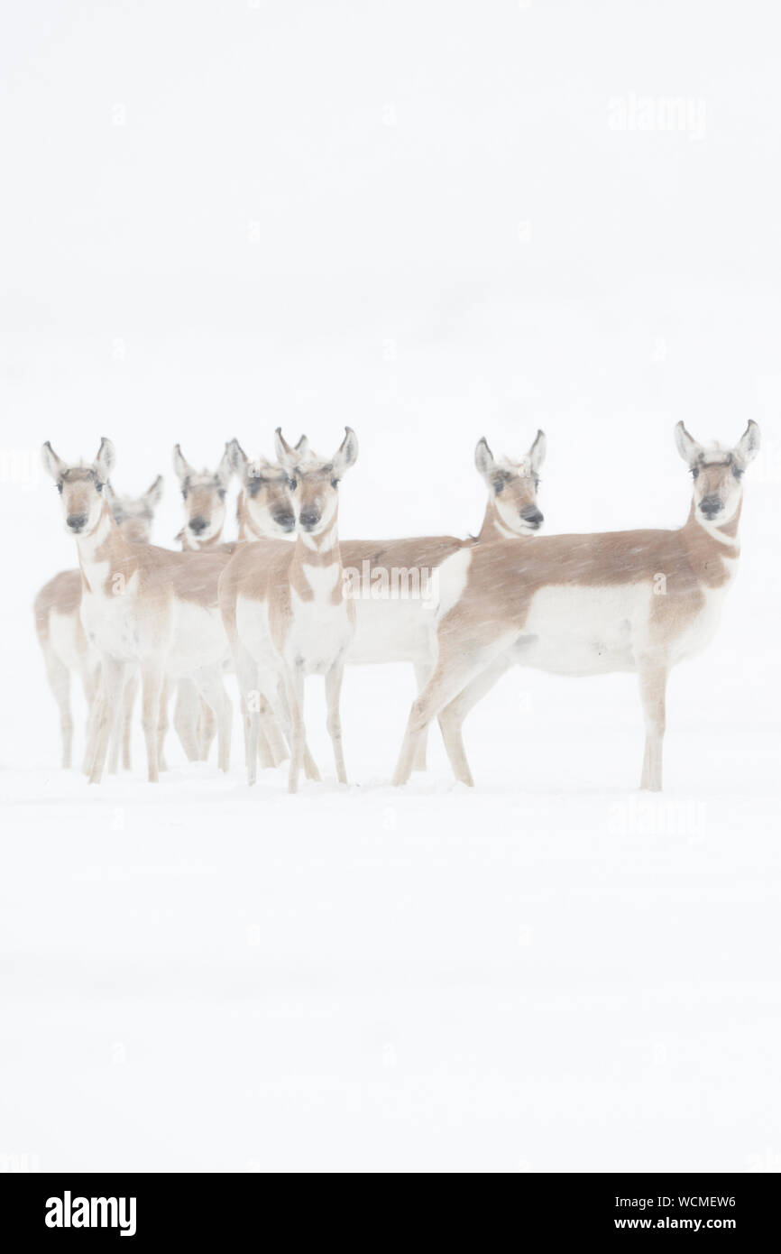 Pronghorns ( Antilocapra americana ) in winter, blowing snow, standing close together, watching attentively, Yellowstone NP. USA. Stock Photo