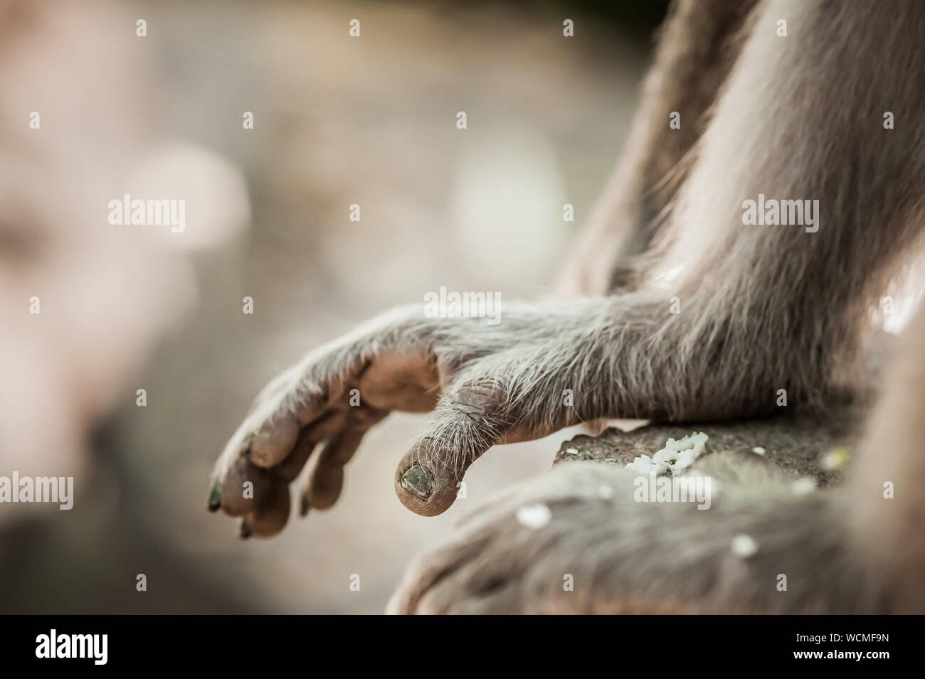 Monkey. Close up photo of monkey's hands and legs. Sacred Monkey Forest