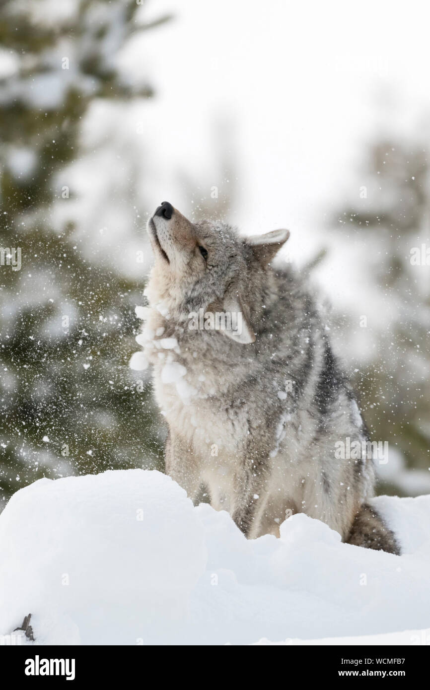 Coyote ( Canis latrans ), in winter, high snow, sitting, standing, shaking snow and ice out of its fur, pelt, looks funny, Yellowstone NP, Wyoming. Stock Photo