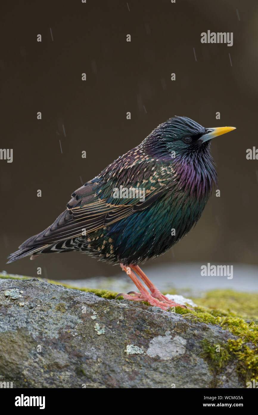 Common Starling ( Sturnus vulgaris ) adult in its breeding dress, perched on a rock in rain, nice metallic shimmering plumage, in spring, Europe. Stock Photo
