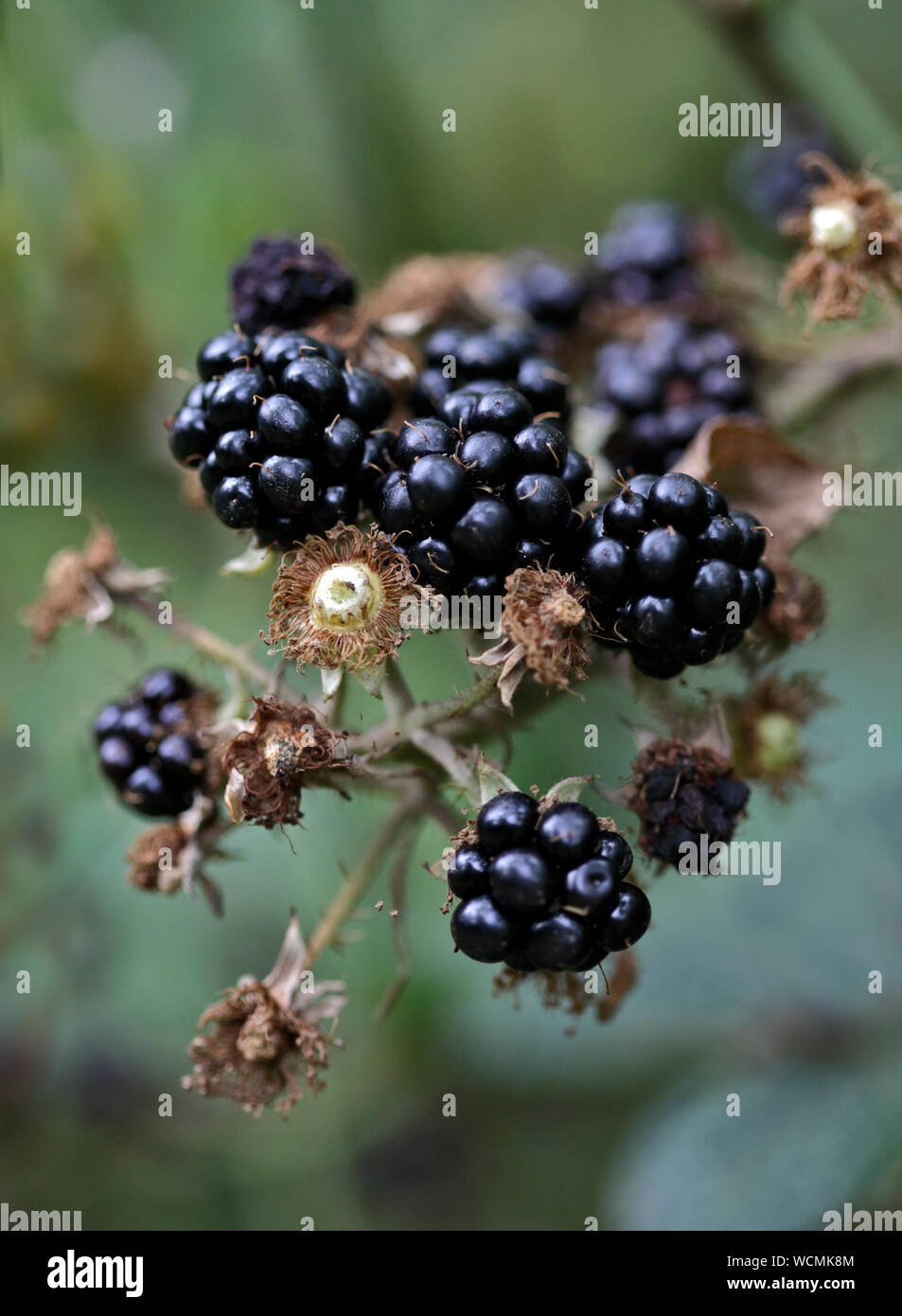 Edible wild berry hires stock photography and images Alamy
